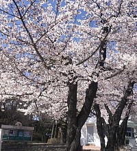 교목